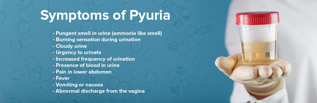 Symptoms of Pyuria
